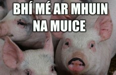11 things we all said in our Irish oral and what we actually meant