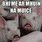 11 things we all said in our Irish oral and what we actually meant