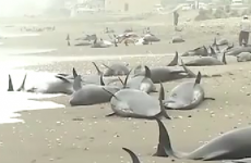 Around 150 beached dolphins feared dead as rescue efforts abandoned