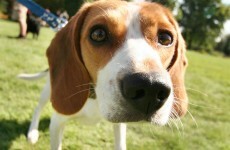 Study finds dogs can sniff out cancer 98% of the time