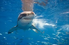 Boy (13) dies after losing limbs in horrific shark attack