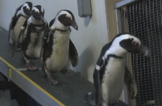 Just some little penguins, wandering adorably around an aquarium