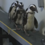 Just some little penguins, wandering adorably around an aquarium