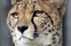Child (2) falls into cheetah pit  'after mother dangled him over enclosure'