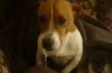 Spike the guilty Limerick dog has the evidence written all over his face