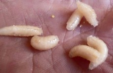 Swedish police are telling people to avoid Irish builders - because of these maggots