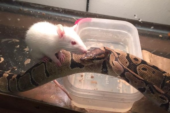 Крысиных змей. Крыса съела змею в террариуме.