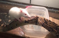 A woman bought a mouse to feed her snake, but they became BFFs instead