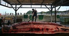 Japan is going to have one more go at proving its whale kills are scientific