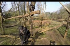Don't fly your drone near chimps, or bad things will happen