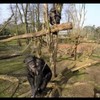 Don't fly your drone near chimps, or bad things will happen