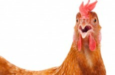 Two Cavan mushroom pickers got really sick because of bird poop