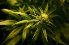 Gardaí seize 400 cannabis plants in Westmeath