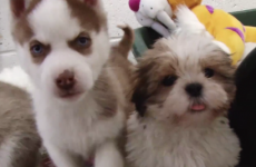 Online crackdown on 'rogue puppy-breeders'