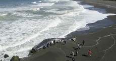 Pictures: Crowds gather as massive sperm whale washed ashore in California