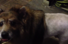 This dog's botched 'lion' haircut is hilariously tragic