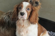 'Appalling and horrific' puppy farm with dead animals on site closed down