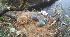 A White-tailed Eagle has been found poisoned in its nest in Connemara