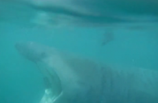 Kayakers in Dingle came face-to-face with a huge (but harmless) basking shark