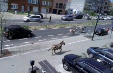Three rogue zebras on the loose caused chaos in Brussels this afternoon