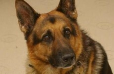 Dogs can smell cancer but scientists not sure how this can help