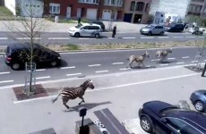 Zebras escape from farm as they were angry at sale of some of their stable-mates