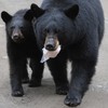 Alaskan bear family to be killed because they love the big city too much