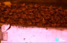 'Everyone's been stung' ... Millions of bees escape after Seattle tractor-trailer crash