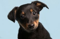 Seven dogs and six pups die in mysterious shed fire