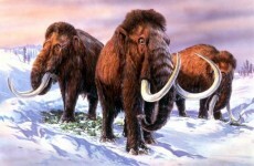 Baby woolly mammoth found in Russia's Arctic