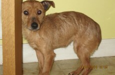 Donegal woman abandoned dog with no food or water in room with faeces and urine