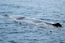 Washed-up 35-foot sperm whale dies in Waterford