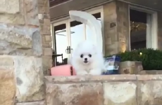 This video of a dog completely failing at jumping is 15 seconds of pure joy