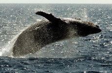Good news! The humpback whale is no longer endangered