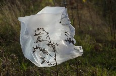 Plastic bags are still damaging the environment