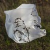 Plastic bags are still damaging the environment