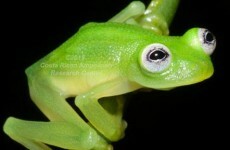 Yep, this fella looks exactly like Kermit the Frog