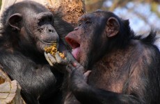 A New York judge may have just recognised two chimps as legal persons