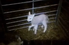 This cute lamb was born with five legs, but he's not letting it get him down