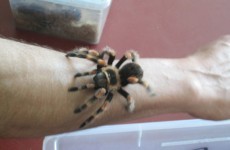 Snakes, tarantulas and venomous scorpions found in Cork house