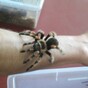 Snakes, tarantulas and venomous scorpions found in Cork house