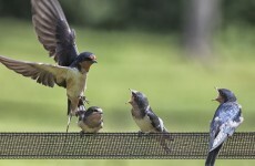 The swallows are back from Africa and that means summer has officially begun