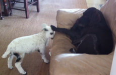 Watch an innocent dog fend off a vicious lamb attack