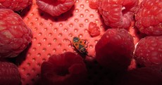 A woman found an extremely rare bug in a packet of raspberries