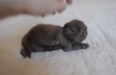 This video of a tiny kitten being petted is 33 seconds of unbelievable cuteness