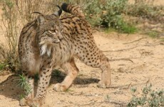 Iberian lynx 'not doomed' despite tiny population size