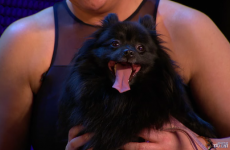 Nobody was convinced by the 'hypnotising dog' on Britain's Got Talent last night