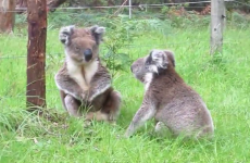 Did you know that koalas could make this hilarious noise?