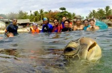 10 of the greatest ever animal photobombs