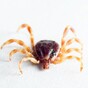 Heading to the country? Keep an eye out for disease-spreading ticks